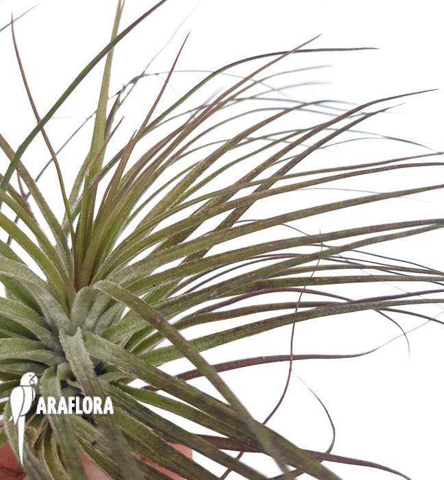 Tillandsia stricta ’silver‘ 3