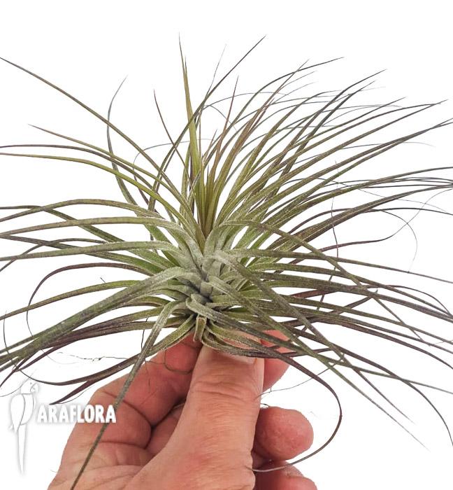 Tillandsia stricta ’silver‘ 4