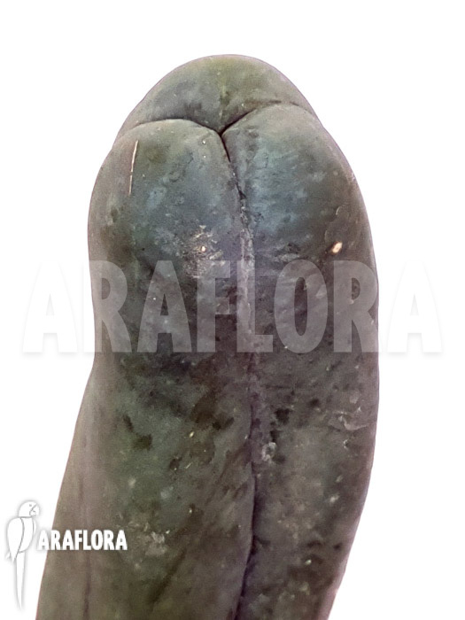 Trichocereus bridgesii forma mostruosa ‚inermis‘