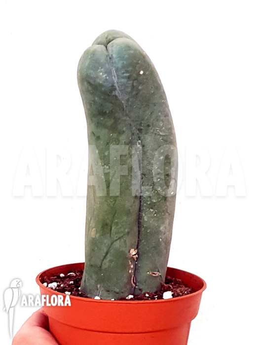 Trichocereus bridgesii forma mostruosa ‚inermis‘
