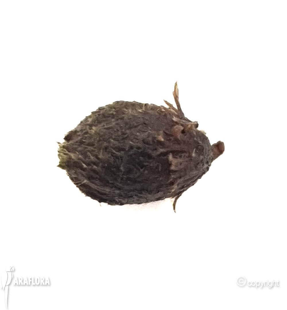 Utricularia australis gemmae-3