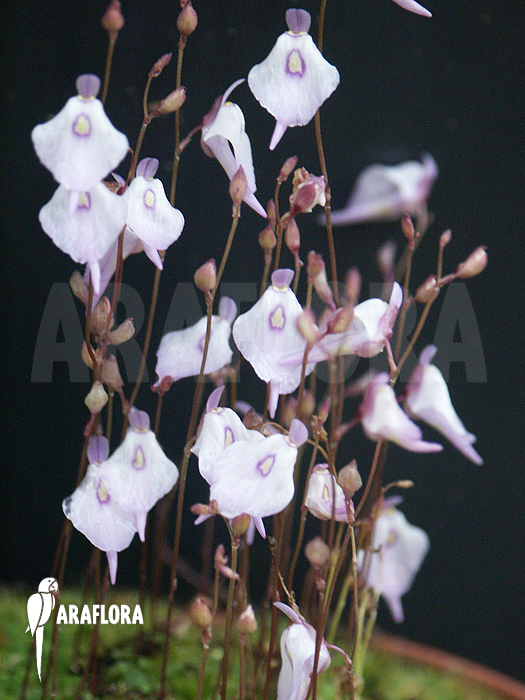 Utricularia pubescens serra do araca