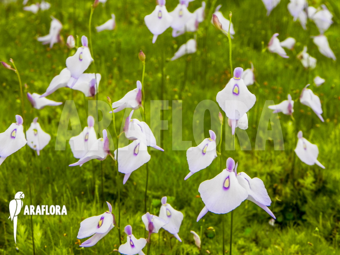 Utricularia pubescens serra do araca leafs