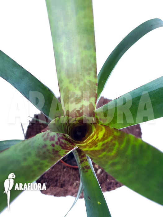 Vriesea pardalina ‚Lacy‘