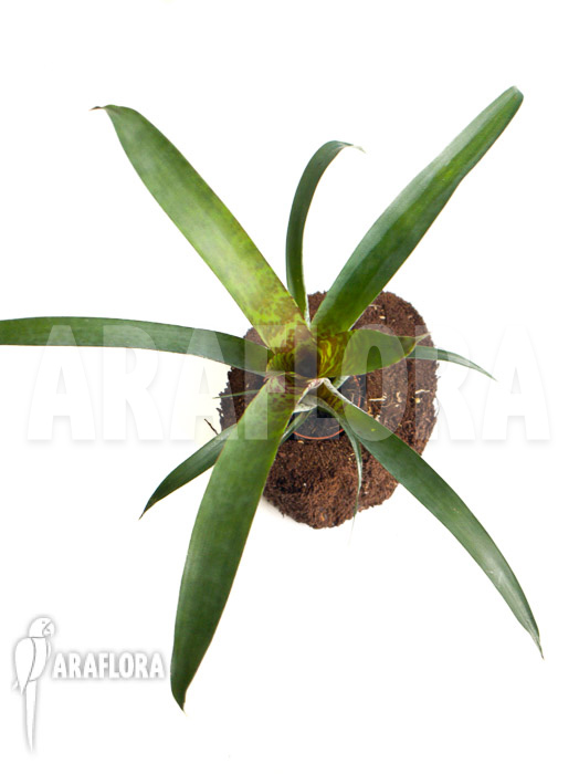 Vriesea pardalina ‚Lacy‘