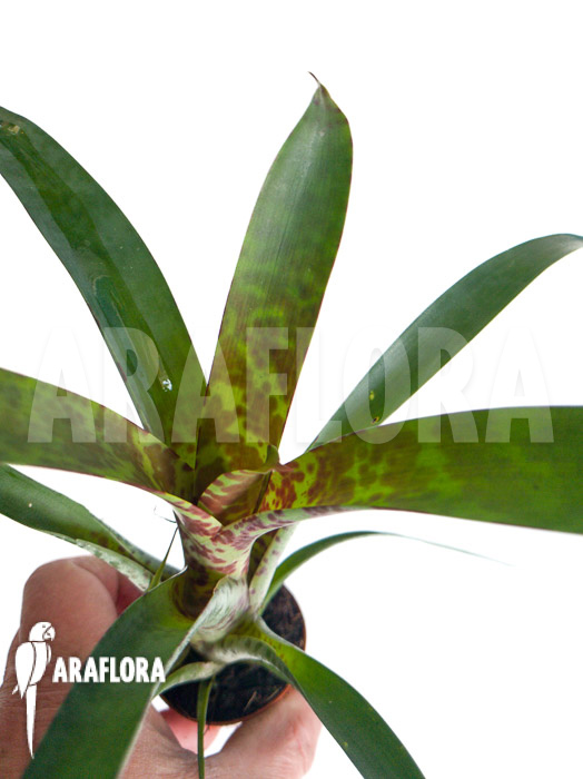 Vriesea pardalina ‚Lacy‘