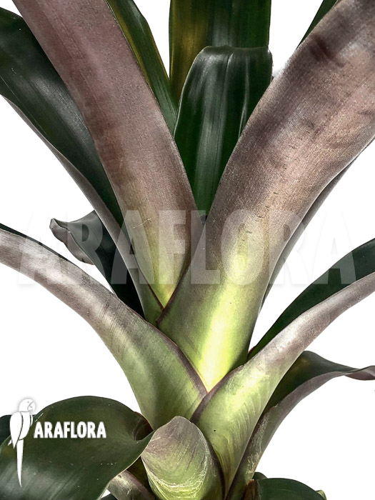 Vriesea skotakii ‚M‘