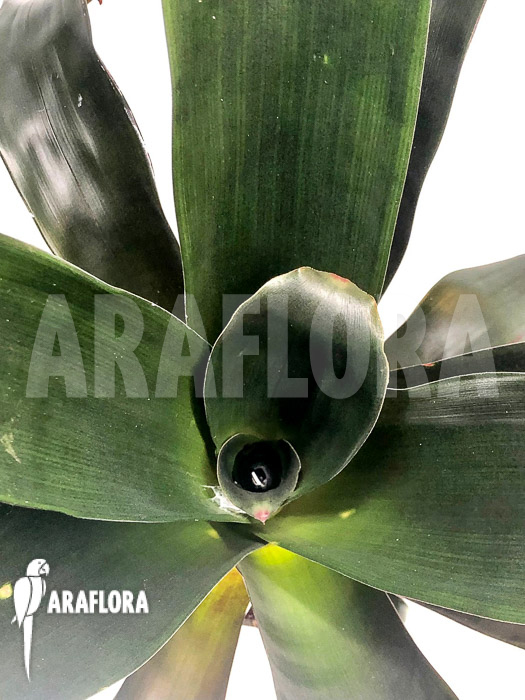 Vriesea skotakii ‚M‘