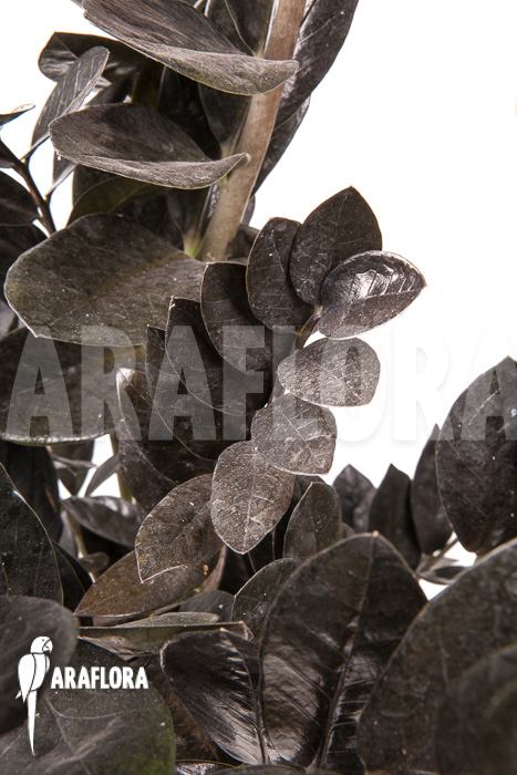 Zamioculcas zamiifolia ‚Raven‘