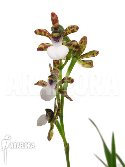 Zygopetalum microphytum