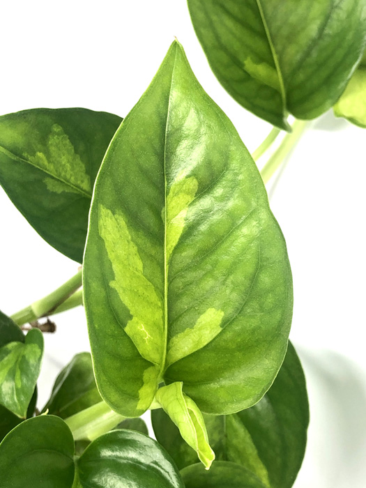 Epipremnum aureum ‚Global Green‘