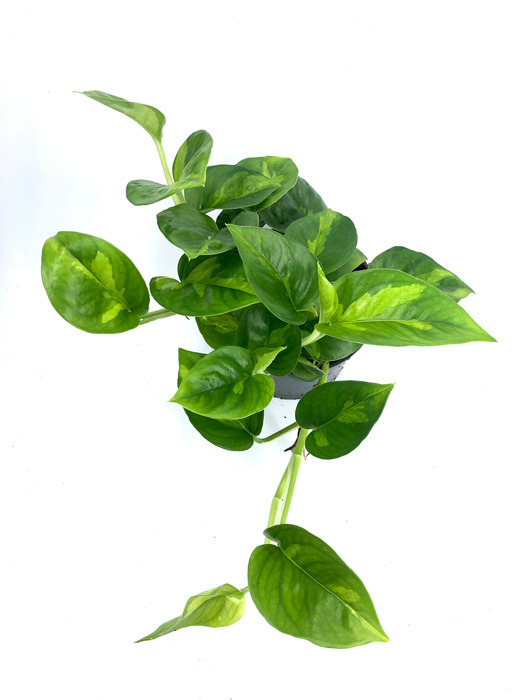 Epipremnum aureum ‚Global Green‘