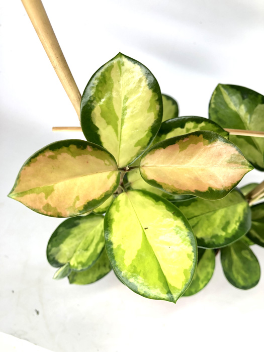 Hoya australis ‚Lisa‘ ‚M‘