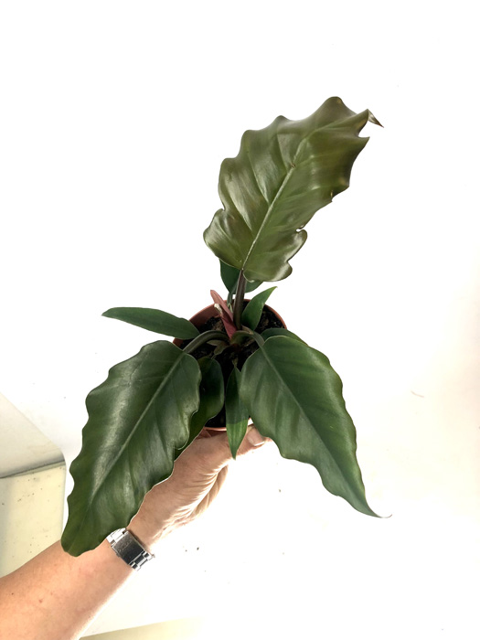 Philodendron ‚Saw‘