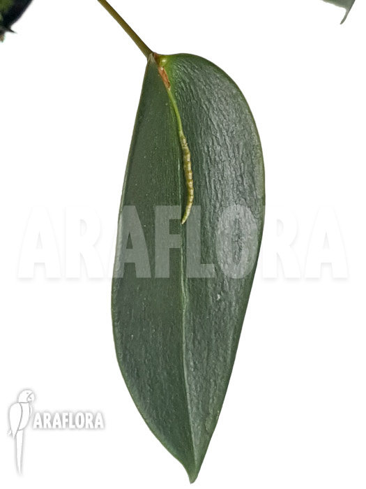 Acianthera prolifera