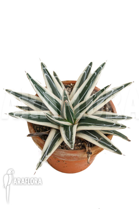Agave victoriae reginae ‚White rhino‘