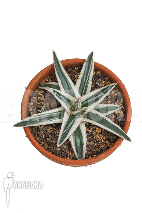Agave victoriae reginae ‚White rhino‘ ‚M‘