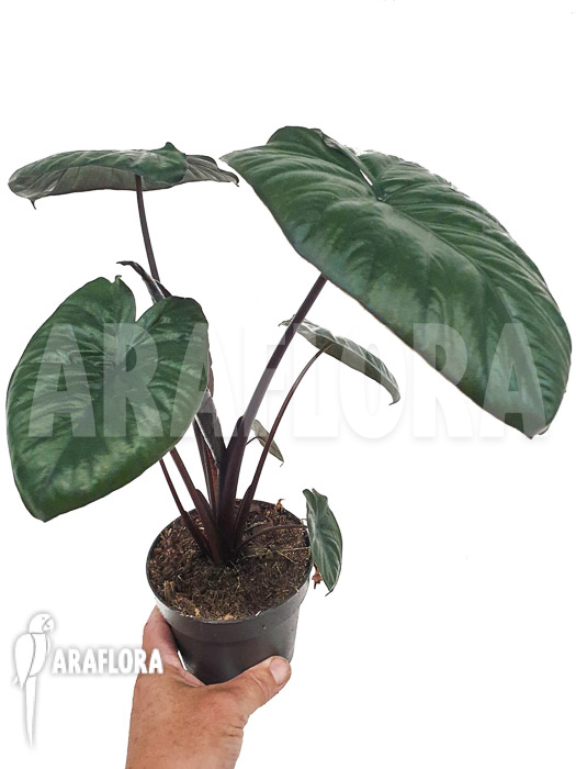 Alocasia ‚Chocolat green‘