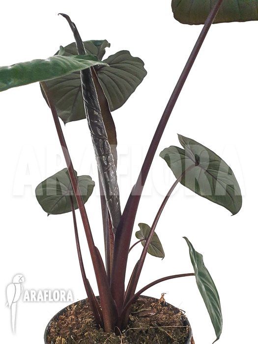 Alocasia ‚Chocolat green‘