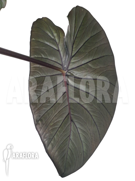 Alocasia ‚Chocolat green‘