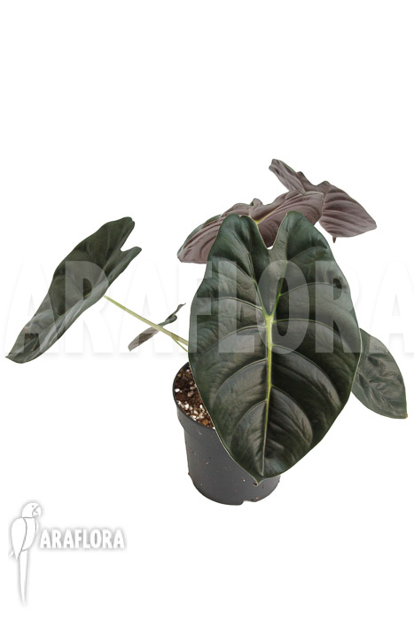 Alocasia ‚Golden Bone‘