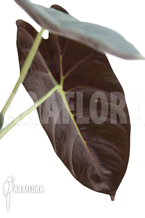 Alocasia ‚Golden Bone‘