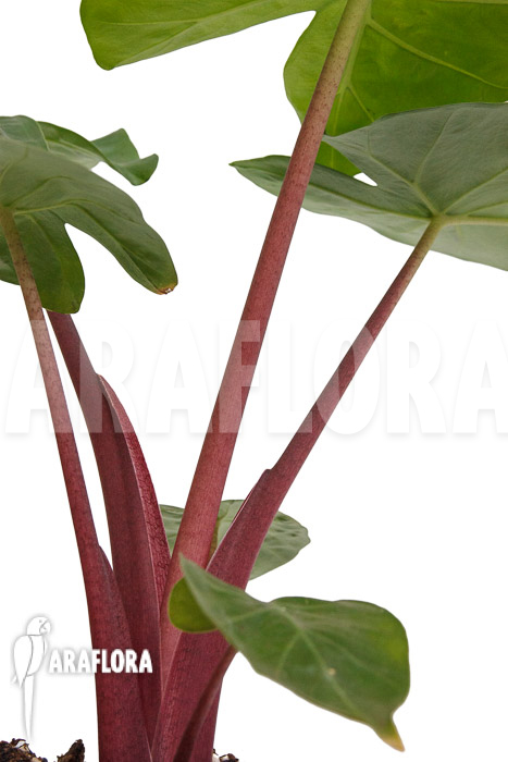 Alocasia ‚Imperial Red‘