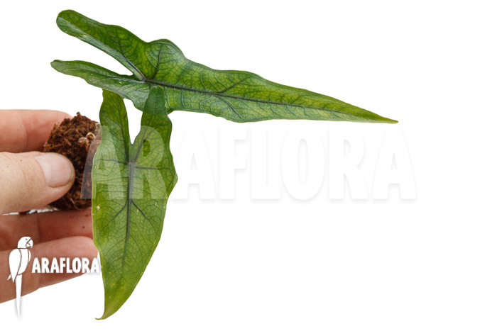 Alocasia ‚Jacklyn Narrow‘ ‚Plug‘