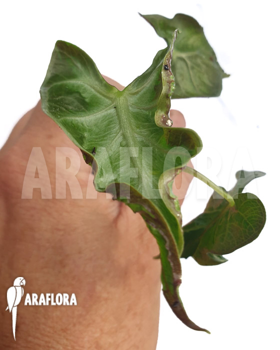 Alocasia ‚Loco‘ ‚Starter‘