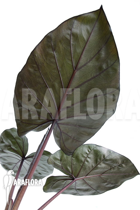 Alocasia ‚Metalhead‘