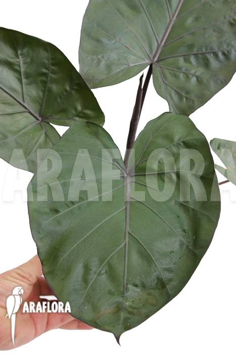 Alocasia ‚Metalhead‘