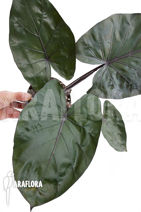 Alocasia ‚Metalhead‘