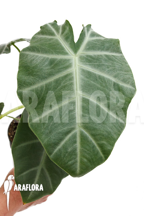 Alocasia ‚Silver Feathers‘