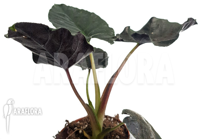 Alocasia chienlii ‚antoro velvet‘