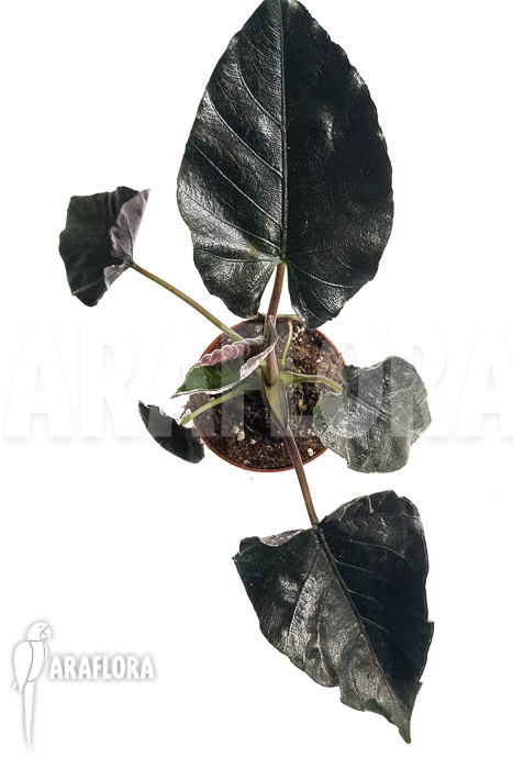 Alocasia chienlii ‚antoro velvet‘