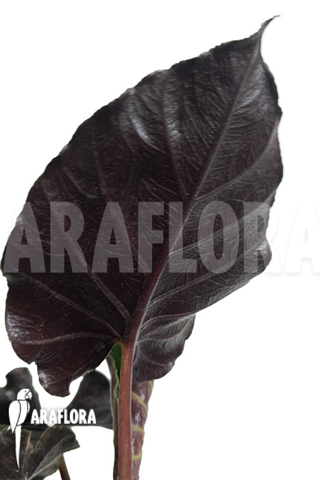 Alocasia chienlii ‚antoro velvet‘