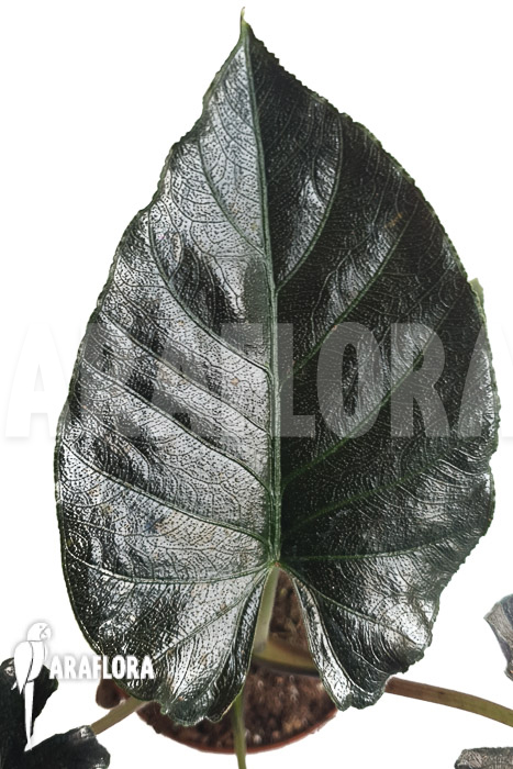 Alocasia chienlii ‚antoro velvet‘