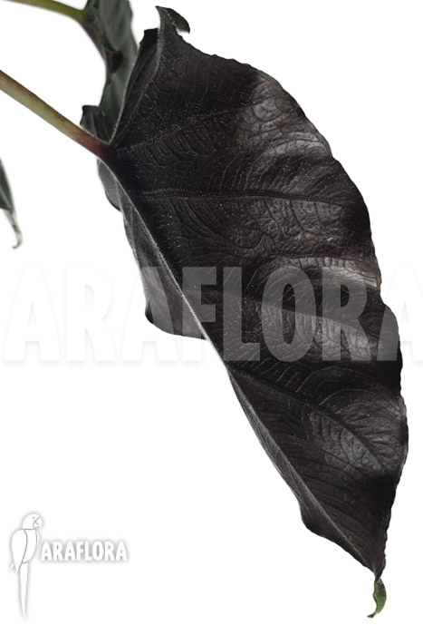 Alocasia chienlii ‚antoro velvet‘