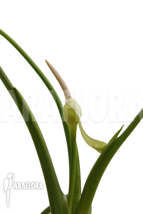Alocasia clypeolata ‚Green Shield‘