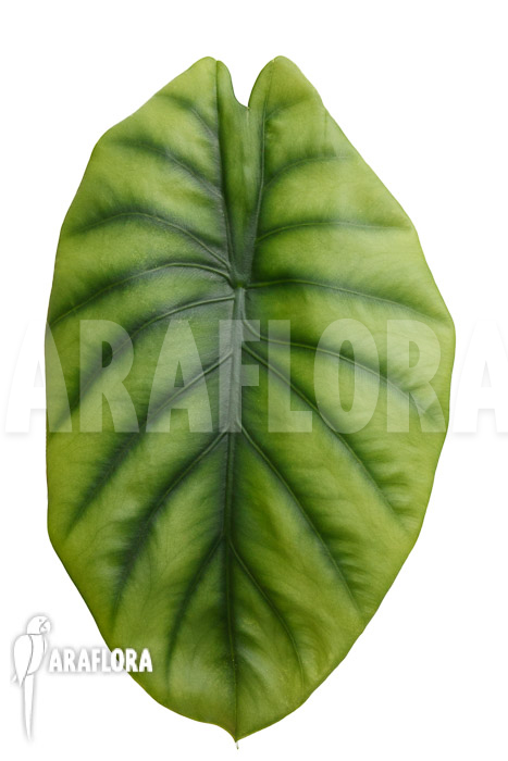 Alocasia clypeolata ‚Green Shield‘