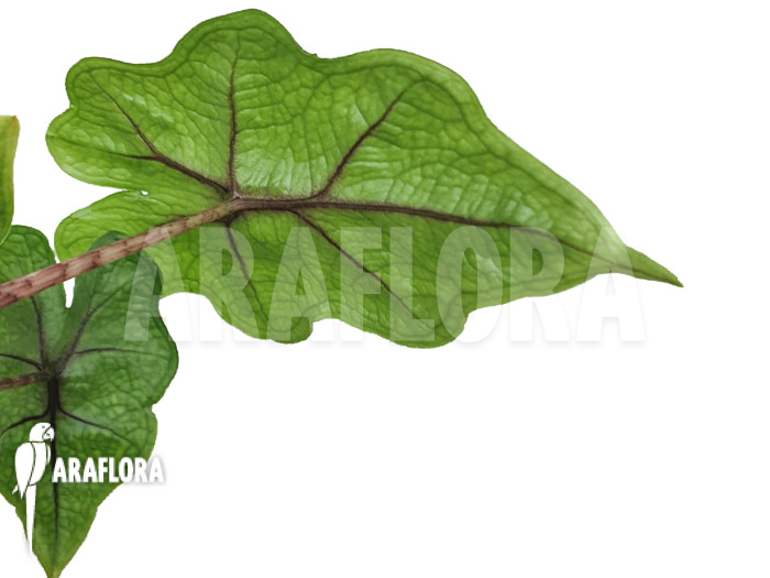 Alocasia jacklyn D. groen