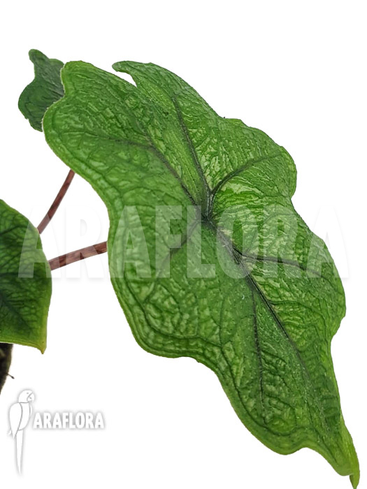 Alocasia jacklyn D. groen
