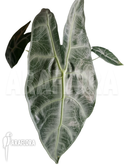 Alocasia longiloba ‚Silver‘