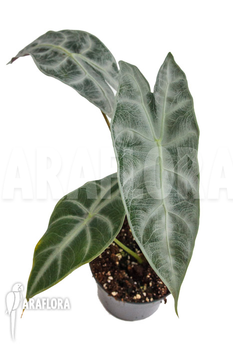 Alocasia longiloba ‚Silver‘