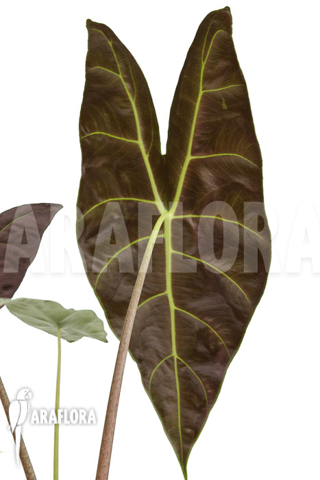 Alocasia longiloba ‚Silver‘