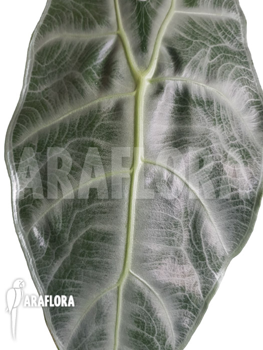 Alocasia longiloba ‚Silver‘