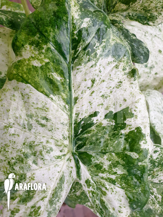 Alocasia macrorrhizos ‚Splash‘