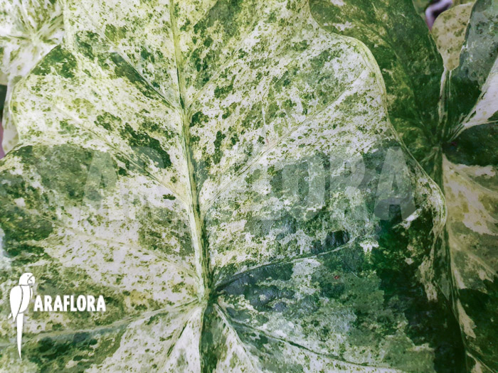 Alocasia macrorrhizos ‚Splash‘