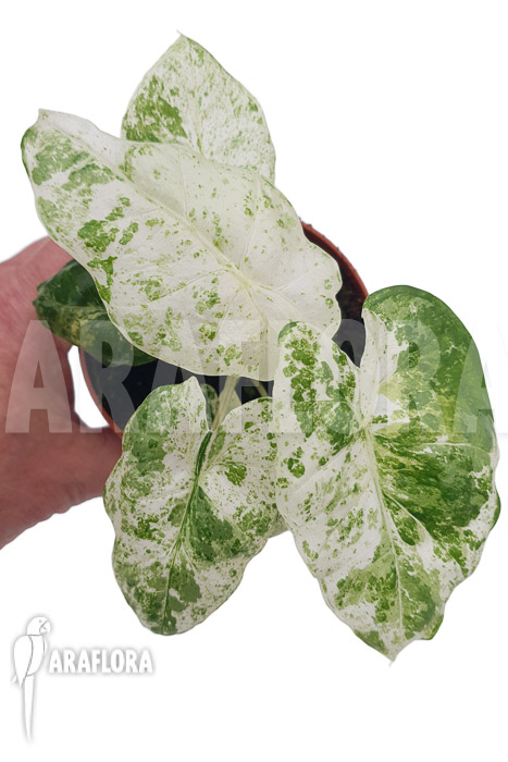 Alocasia macrorrhizos ‚Splash‘ ‚M‘