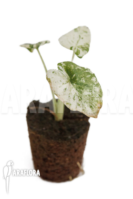 Alocasia odora ‚Batik‘